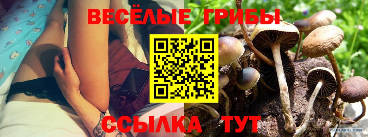 Псилоцибиновые грибы Psilocybine cubensis  Вход с VPN  Ржев 
